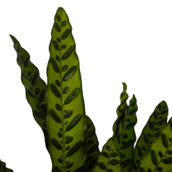 Uitgelichte producten -Kamerplanten Winkel calathea insigne livingplant p21 h60 3