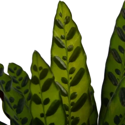 Calathea Insigne - Livingplant - P21 H60 - Kamerplant -Kamerplanten Winkel calathea insigne livingplant p21 h60 4