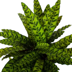 Uitgelichte producten -Kamerplanten Winkel calathea insigne livingplant p27 h80 5 3