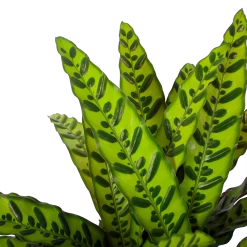 Calathea Insigne - Livingplant - P27 H80 - Kamerplant -Kamerplanten Winkel calathea insigne livingplant p27 h80 6 3