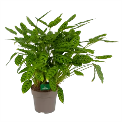 Calathea Leopardina - Schaduwplant - P27 H90 - Kamerplant