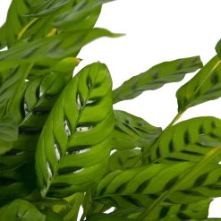 Uitgelichte producten -Kamerplanten Winkel calathea leopardina schaduwplant p27 h90 kamerplant 3