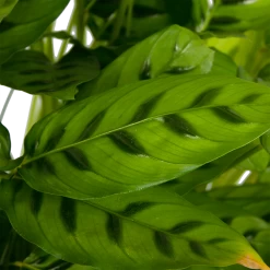 Calathea Leopardina - Schaduwplant - P27 H90 - Kamerplant -Kamerplanten Winkel calathea leopardina schaduwplant p27 h90 kamerplant 4