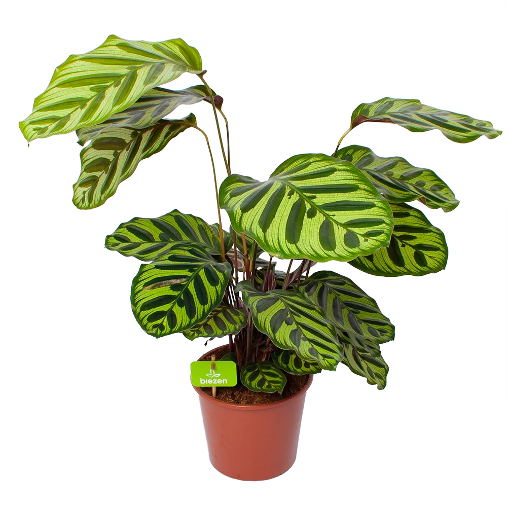 Calathea Makoyana - Pauwenplant - P17 H65 - Kamerplant 1 Calathea Makoyana - Pauwenplant - P17 H65 - Kamerplant