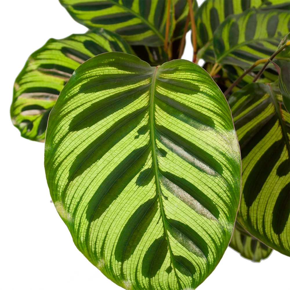 Calathea Makoyana - Pauwenplant - P17 H65 - Kamerplant 2 Calathea Makoyana - Pauwenplant - P17 H65 - Kamerplant - Afbeelding 2