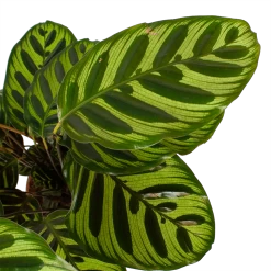 Calathea Makoyana - Pauwenplant - P17 H65 - Kamerplant 6 Calathea Makoyana - Pauwenplant - P17 H65 - Kamerplant -Kamerplanten Winkel calathea makoyana pauwenplant p17 h65 6 2