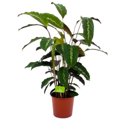 Calathea Maui Queen - Livingplant - P17 H70 - Kamerplant