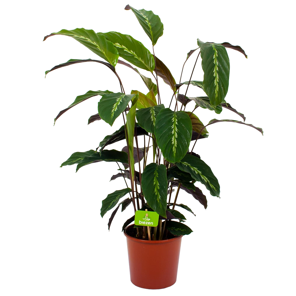 Calathea Maui Queen - Livingplant - P17 H70 - Kamerplant 1 Calathea Maui Queen - Livingplant - P17 H70 - Kamerplant