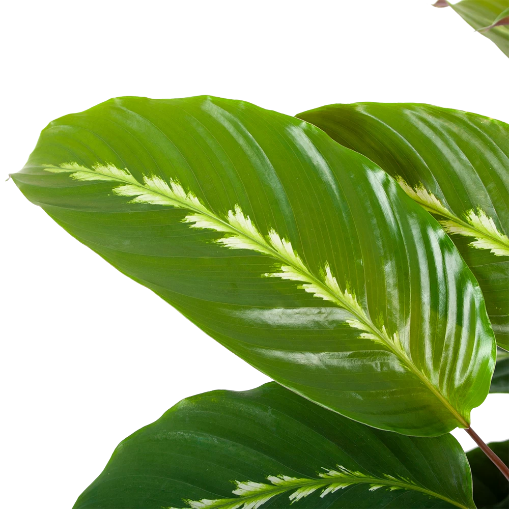 Calathea Maui Queen - Livingplant - P17 H70 - Kamerplant 2 Calathea Maui Queen - Livingplant - P17 H70 - Kamerplant - Afbeelding 2