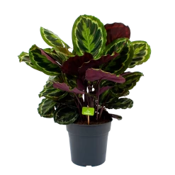 Calathea Medaillon - Schaduwplant - P27 H90 - Kamerplant