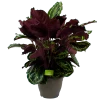 Calathea Medaillon - Schaduwplant - P32 H80 - Kamerplant