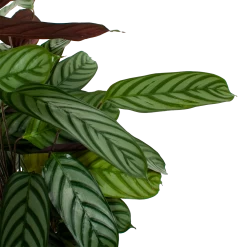 Uitgelichte producten -Kamerplanten Winkel calathea oppenheimiana pauwenplant p21 h105 5 1