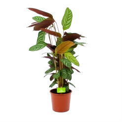 Uitgelichte producten 15 Calathea Oppenheimiana - Schaduwplant - P17 H65 - Kamerplant
