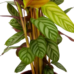 Calathea Oppenheimiana - Schaduwplant - P17 H65 - Kamerplant -Kamerplanten Winkel calathea oppenheimiana schaduwplant p17 h65 6