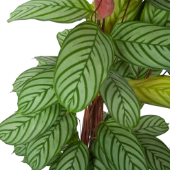 Uitgelichte producten -Kamerplanten Winkel calathea oppenheimiana schaduwplant p27 h130 5