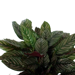 Uitgelichte producten -Kamerplanten Winkel calathea ornata livingplant p27 h80 5 3