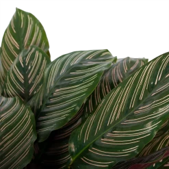 Calathea Ornata - Livingplant - P27 H80 - Kamerplant -Kamerplanten Winkel calathea ornata livingplant p27 h80 6 3