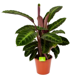 Uitgelichte producten 19 Calathea Warcewiczii - Livingplant - P19 H75 - Kamerplant