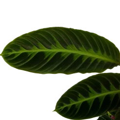 Calathea Warcewiczii - Livingplant - P19 H75 - Kamerplant -Kamerplanten Winkel calathea warcewiczii livingplant p19 h75 6