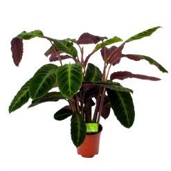 Uitgelichte producten 21 Calathea Warcewiczii - Livingplant - P21 H75 - Kamerplant