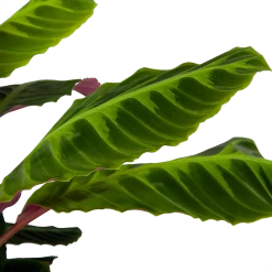 Calathea Warcewiczii - Livingplant - P21 H75 - Kamerplant -Kamerplanten Winkel calathea warcewiczii livingplant p21 h75 6 1