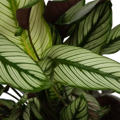 Calathea Whitestar - Schaduwplant - P32 H80 - Kamerplant -Kamerplanten Winkel calathea whitestar schaduwplant p32 h80 6