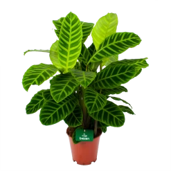 Calathea Zebrina - Livingplant - P19 H80 - Kamerplant