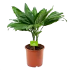 Chamaedorea Metallica Bergpalm - P17 H50 - Kamerplant