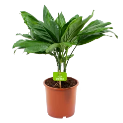 Chamaedorea Metallica Bergpalm - P17 H50 - Kamerplant