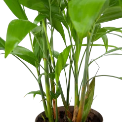 Chamaedorea Seifrizii - Bergpalm - P24 H100 - Kamerplant -Kamerplanten Winkel chamaedorea seifrizii bergpalm p24 h100 6