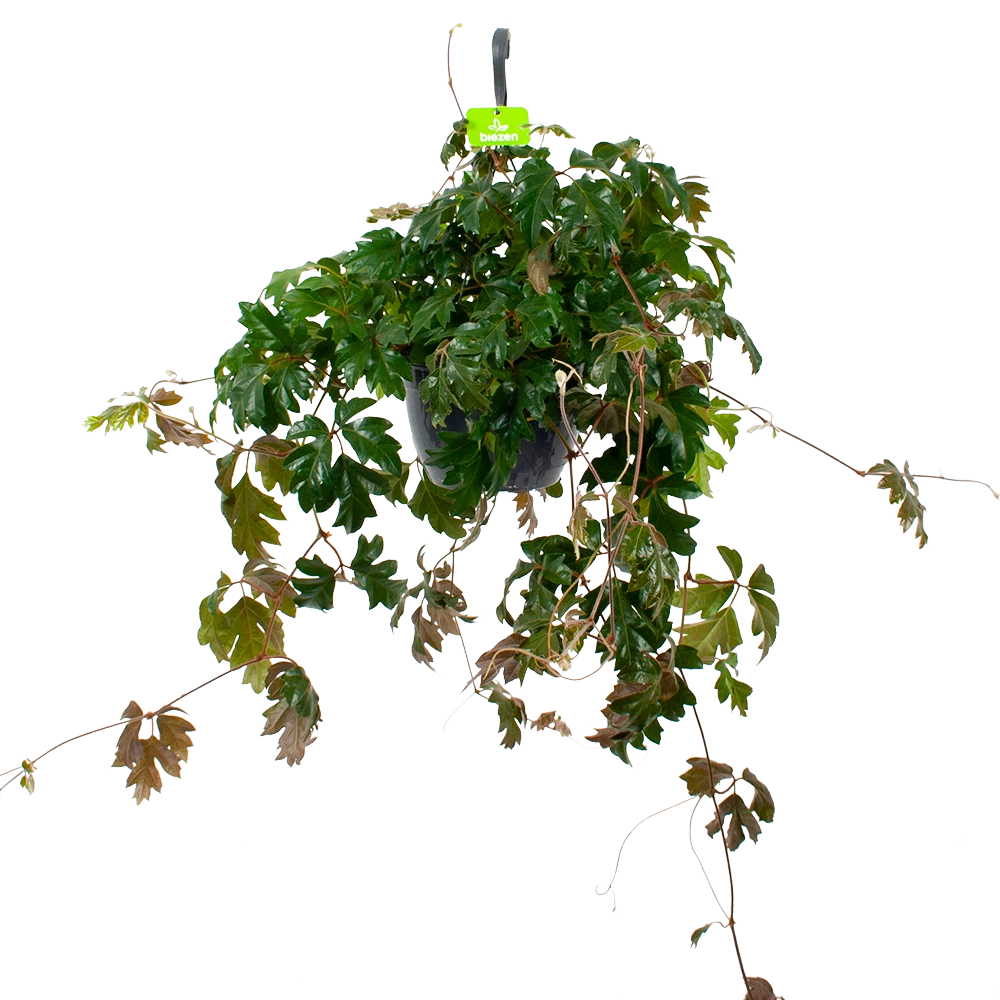 Cissus Rhombifolia - Kamerwijnstok - In Hangpot - P20 H40 - Kamerplant 1 Cissus Rhombifolia - Kamerwijnstok - In Hangpot - P20 H40 - Kamerplant