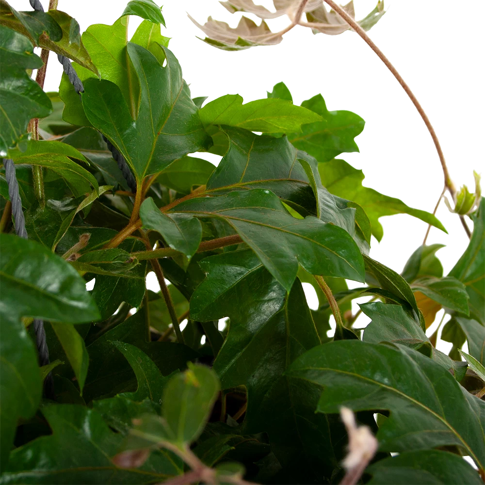 Cissus Rhombifolia - Kamerwijnstok - In Hangpot - P20 H40 - Kamerplant 2 Cissus Rhombifolia - Kamerwijnstok - In Hangpot - P20 H40 - Kamerplant - Afbeelding 2