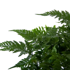 Davallia Teyermannii - In Hangpot - P17 H30 - Kamerplant -Kamerplanten Winkel davallia teyermannii in hangpot p17 h30 6