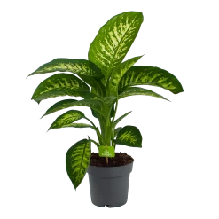 Dieffenbachia Seguine 'Reeva' - P19 H60 - Kamerplant