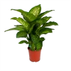 Dieffenbachia Seguine Tropic Snow - P24 H90 - Kamerplant