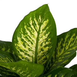Dieffenbachia Seguine Tropic Snow - P24 H90 - Kamerplant -Kamerplanten Winkel dieffenbachia seguine tropic snow p24 h90 2 3