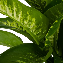 Dieffenbachia Seguine Tropic Snow - P24 H90 - Kamerplant -Kamerplanten Winkel dieffenbachia seguine tropic snow p24 h90 2 4