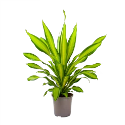 Dracaena Charley - Drakenbloedboom - P24 H95 - Kamerplant -Kamerplanten Winkel dracaena charley drakenbloedboom p24 h95 3