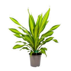 Dracaena Charley - Drakenbloedboom - P24 H95 - Kamerplant -Kamerplanten Winkel dracaena charley drakenbloedboom p24 h95 4