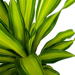 Dracaena Charley - Drakenbloedboom - P24 H95 - Kamerplant -Kamerplanten Winkel dracaena charley drakenbloedboom p24 h95 5