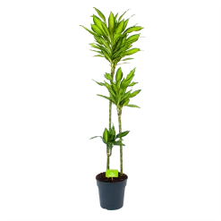 Dracaena Cintho - Op Stam - Drakenbloedboom - P24 H150 - Kamerplant
