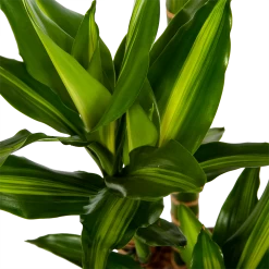 Dracaena Cintho - Op Stam - Drakenbloedboom - P27 H150 - Kamerplant -Kamerplanten Winkel dracaena cintho op stam drakenbloedboom p27 h150 6 1