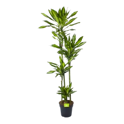 Dracaena Cintho - Op Stam - Drakenbloedboom - P27 H190 - Kamerplant