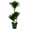 Dracaena Compacta - Op Stam - Drakenbloedboom - P21 H100 - Kamerplant
