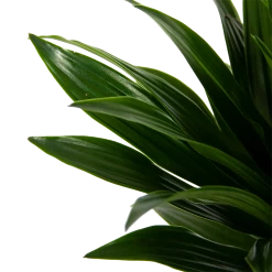 Dracaena Compacta - Op Stam - Drakenbloedboom - P21 H100 - Kamerplant -Kamerplanten Winkel dracaena compacta op stam drakenbloedboom p21 h100 6