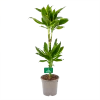 Dracaena Golden Coast - Op Stam - Drakenbloedboom - P19 H90 - Kamerplant