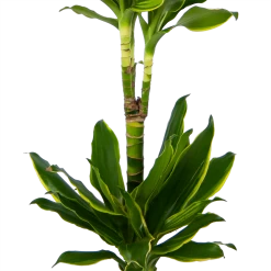 Dracaena Golden Coast - Op Stam - Drakenbloedboom - P19 H90 - Kamerplant -Kamerplanten Winkel dracaena golden coast op stam drakenbloedboom p19 h90 kamerplant 3