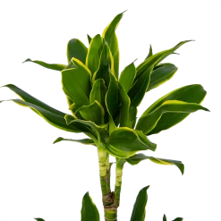 Dracaena Golden Coast - Op Stam - Drakenbloedboom - P19 H90 - Kamerplant -Kamerplanten Winkel dracaena golden coast op stam drakenbloedboom p19 h90 kamerplant 4