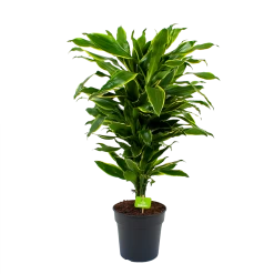 Dracaena Golden Coast - Vertakt - Drakenbloedboom - P21 H80 - Kamerplant