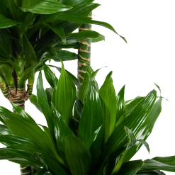 Dracaena Green Jewel - Op Stam - Drakenbloedboom - P28 H140 - Kamerplant -Kamerplanten Winkel dracaena green jewel op stam drakenbloedboom p28 h140 6